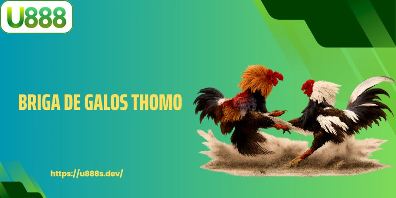 Briga de Galos Thomo - Batalhas intensas e ferozes, faça uma escolha clara